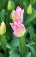 Close Up View of Tulips in Bloom