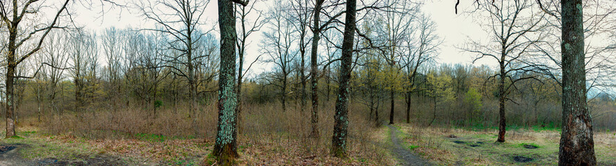 Panorama of the spring forest, the first young shoots, after hibernation.