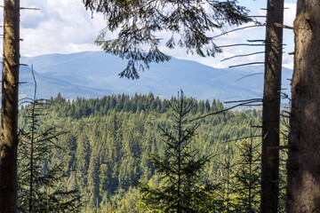 Summer forest in the Ukrainian Carpathians