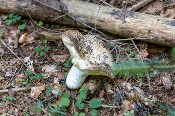 Mushroom in the mountain forest on a summer day. Close up macro view.