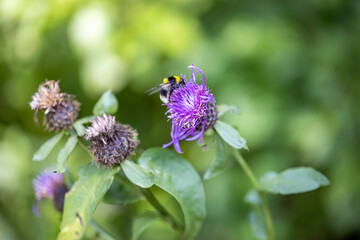 A bee on a purple flower. Close-up macro view.