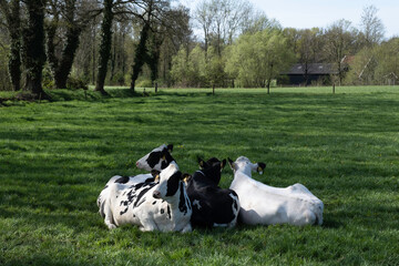 Four black-and-white spotted cows are happily ruminating in a green spring meadow in the Netherlands