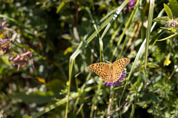 Butterfly on a flower on a natural background. Close-up macro view.