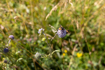 Mountain flowers in the Ukrainian Carpathians. Close-up macro view.