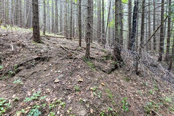 Mountain forest in the Ukrainian Carpathians.