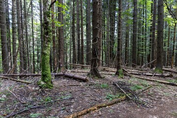 Mountain forest in the Ukrainian Carpathians.