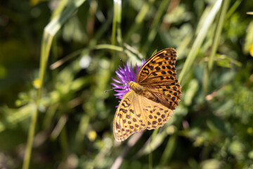 Butterfly on a flower on a natural background. Close-up macro view.