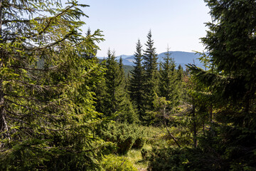 Mountain landscape in Ukrainian Carpathians in summer.