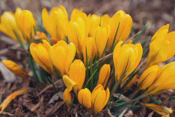 Fototapeta premium First Spring Flowers, Yellow Crocuses 