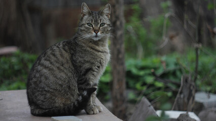 Obraz premium cat on the tree