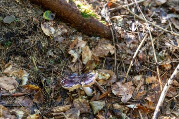 Mushroom in the mountain forest on a summer day. Close up macro view.