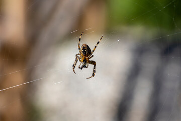 Spider on a web on a natural background. Close-up macro view.