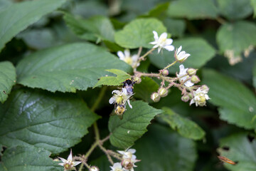 Mountain flowers in the Ukrainian Carpathians. Close-up macro view.