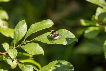 A bee on a green leaf lit by sunlight. Close-up macro view.