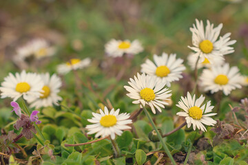 macro picture of a flower in a meadow, a daisy