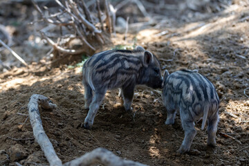 Wild boar. Close up detailed view