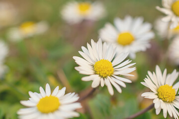 Obraz na płótnie Canvas macro picture of a flower in a meadow, a daisy