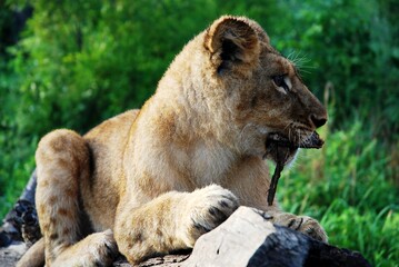 Lion 34