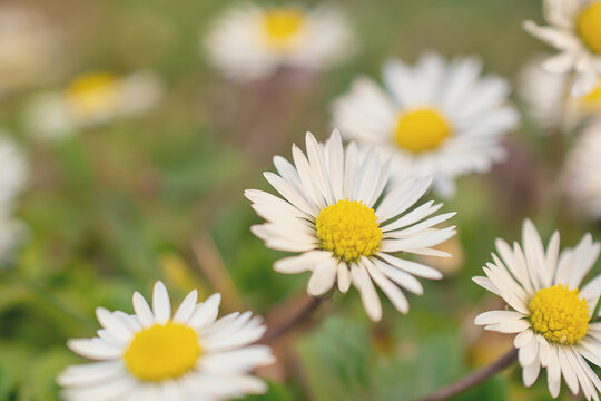 macro picture of a flower in a meadow, a daisy