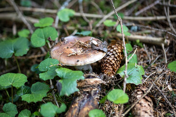 Mushroom in the mountain forest on a summer day. Close up macro view.