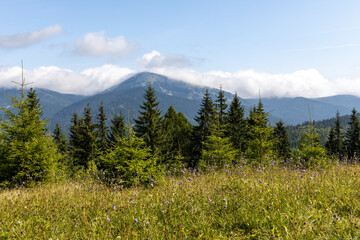 Panorama of mountains in the Ukrainian Carpathians on a summer day.