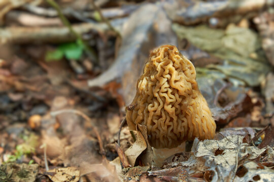 Delicious spring mushroom Verpa bohemica (early morel or wrinkled thimble-cap) among dry last year's leaves