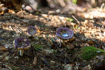 Mushroom in the mountain forest on a summer day. Close up macro view.