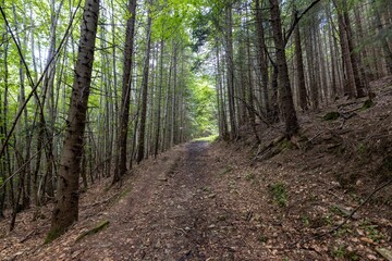 Mountain forest in the Ukrainian Carpathians.
