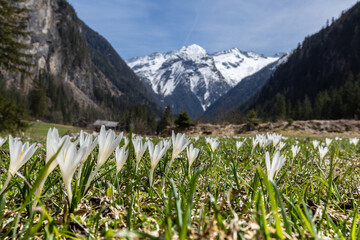 glade with white crocuses in a mountain valley