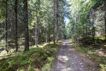 Mountain forest in the Ukrainian Carpathians.