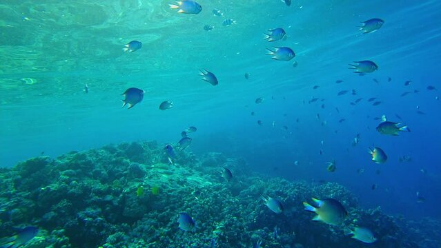 swallow fish (Amblyglyphidodon leucogaster) swims on the background of corals. Red sea egypt
