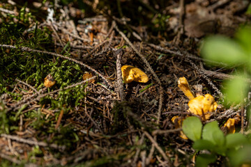 Mushroom in the mountain forest on a summer day. Close up macro view.