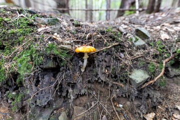 Mushroom in the mountain forest on a summer day. Close up macro view.