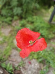 beautiful scarlet and red poppy on a blurry background. Desktop Wallpapers