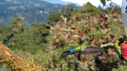Fiery-throated hummingbird (Panterpe insignis) in flight at Paraiso Quetzal Lodge, in the cloud forest near San Jose, Costa Rica