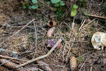 Mushroom in the mountain forest on a summer day. Close up macro view.