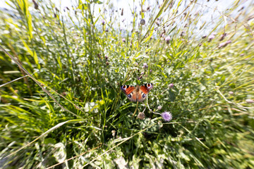 Butterfly on a flower on a natural background. Close-up macro view.