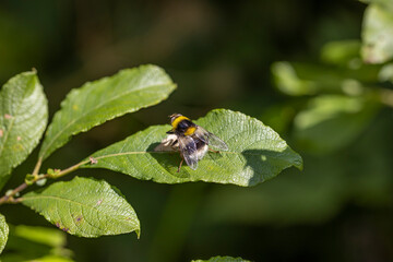 A bee on a green leaf lit by sunlight. Close-up macro view.