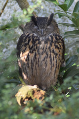 great horned owl in a tree