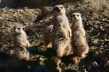 meerkats on the lookout