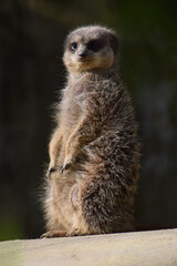 meerkat on the lookout