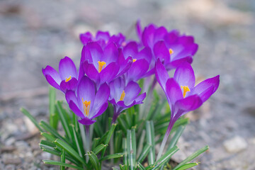 Group of purple crocus flowers on a spring meadow. Crocus blossom. Mountain flowers. Spring landscape.	