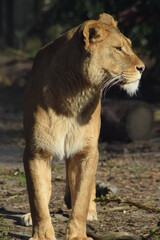 Lioness looking around for prey