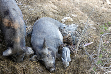 A female wild boar with children.
