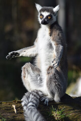 ring lemur