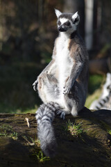 ring lemur
