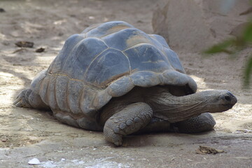 turtle on the ground