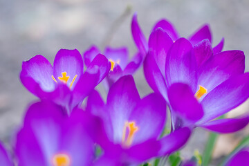 Group of purple crocus flowers on a spring meadow. Crocus blossom. Mountain flowers. Spring landscape. 