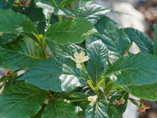 Lonicera alpigena | Chèvrefeuille des Alpes ou Camérisier des Alpes au feuillage lancéolé,...