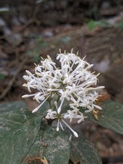 White flower 